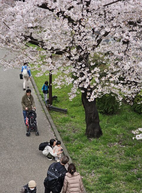 Happy family under cherry blossoms near Sumida in Tokyo