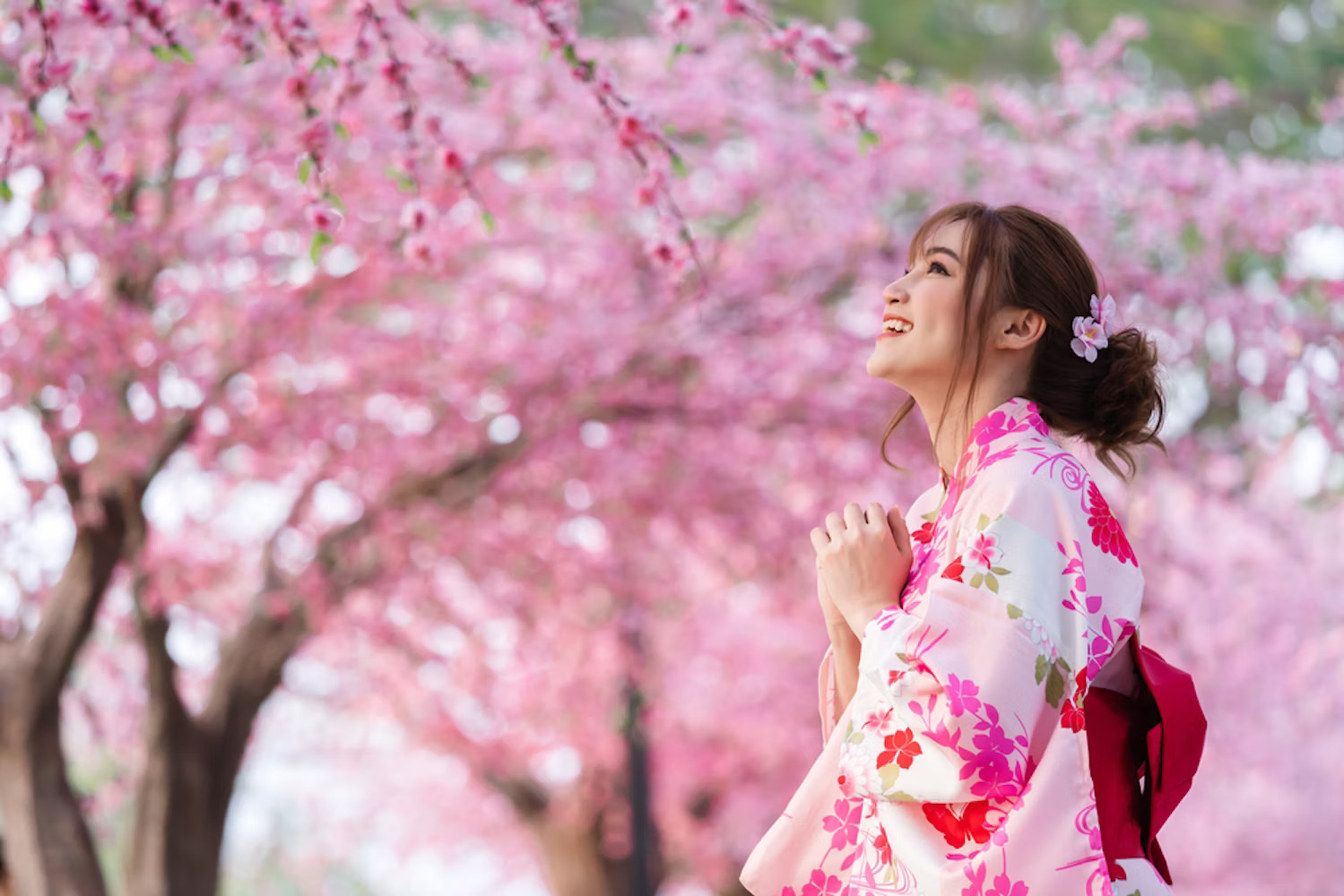 Japanese girl and cherry blossoms