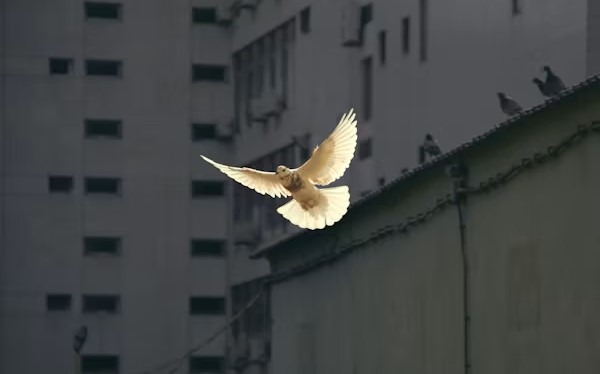 Peace and compassion guide humanity toward unity, healing divisions, and building a more harmonious world